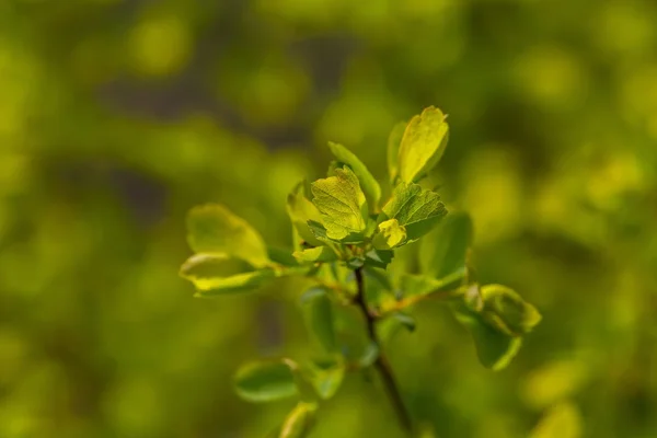 Las primeras hojas de primavera en ramas arbustivas —  Fotos de Stock