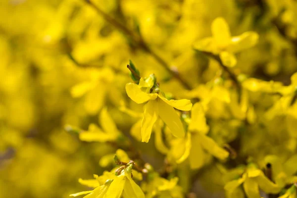 Flores forsythia amarelas bonitas . — Fotografia de Stock