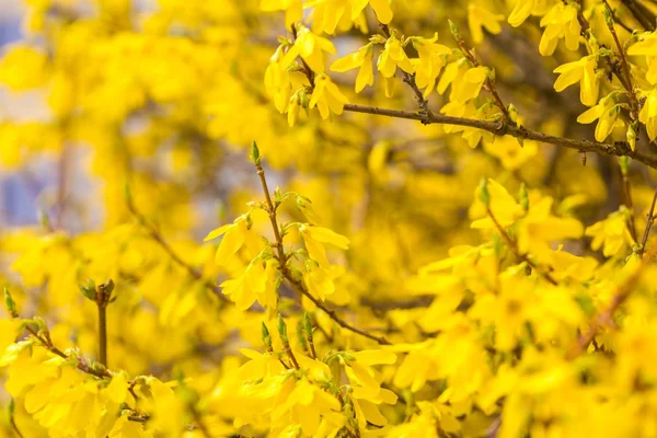 Forsycja piękne żółte kwiaty. — Zdjęcie stockowe