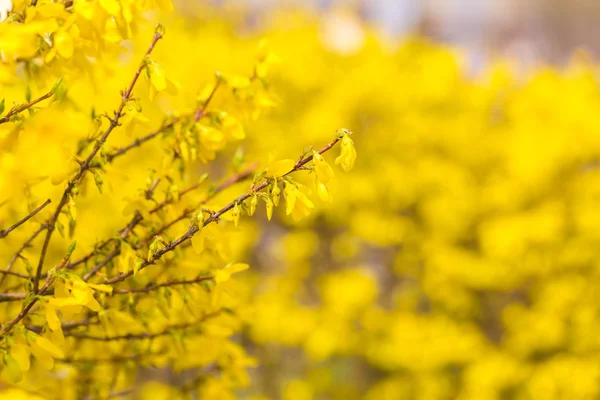 Flores forsythia amarelas bonitas . — Fotografia de Stock