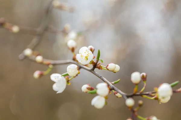 Flores de cerezo blanco . —  Fotos de Stock