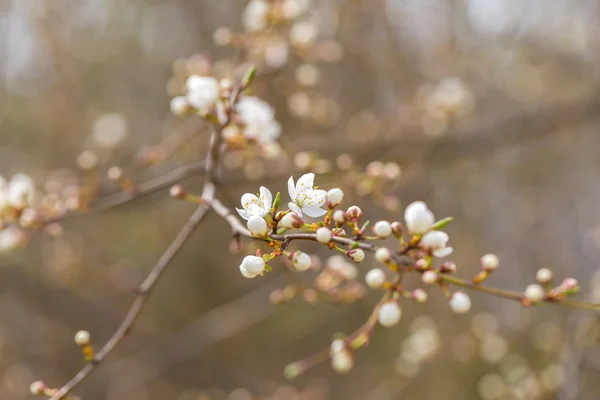 Weiße Kirschblüten. — Stockfoto