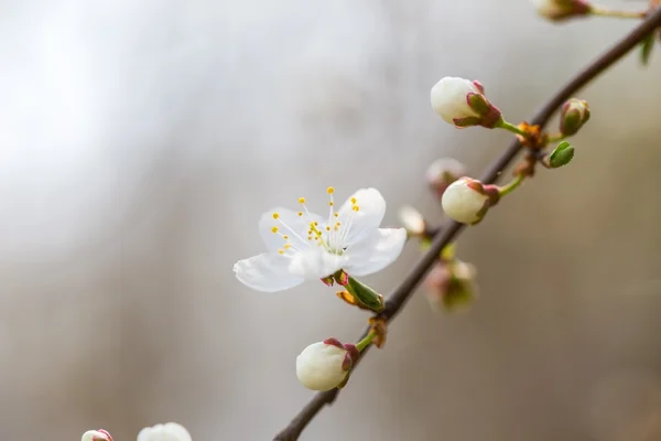 Flores de cerezo blanco . — Foto de Stock