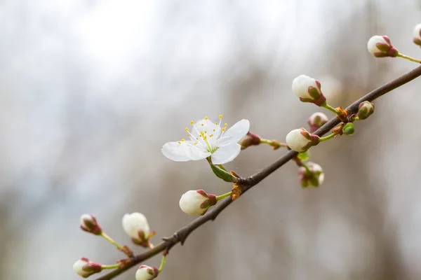Weiße Kirschblüten. — Stockfoto