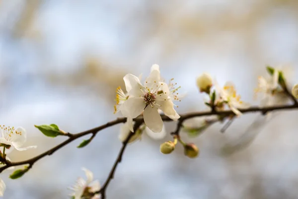 Weiße Kirschblüten. — Stockfoto