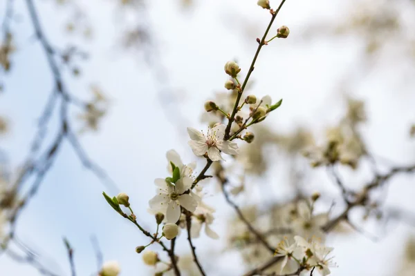 Weiße Kirschblüten. — Stockfoto