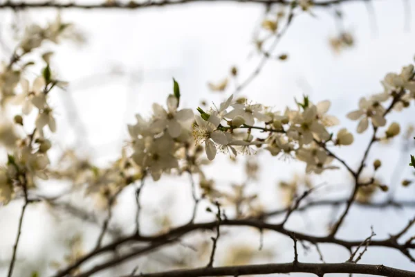 Weiße Kirschblüten. — Stockfoto