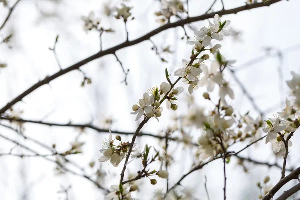 Weiße Kirschblüten. — Stockfoto