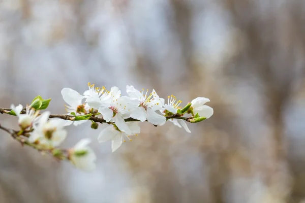 Flores de cerezo blanco . —  Fotos de Stock