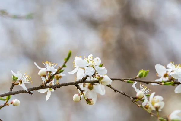 Weiße Kirschblüten. — Stockfoto