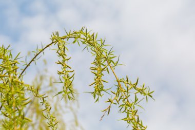 Söğüt ağacının genç yaprakları 