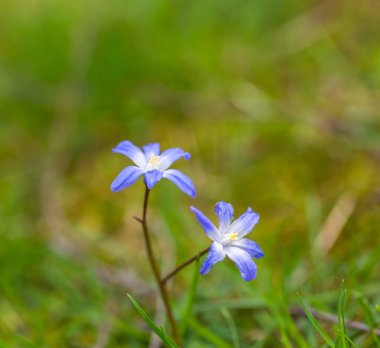 Mavi scilla siberica çiçek