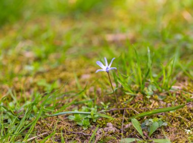 Mavi scilla siberica çiçek