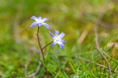 Mavi scilla siberica çiçek