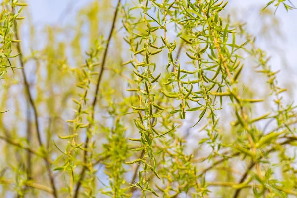 Söğüt ağacının genç yaprakları 