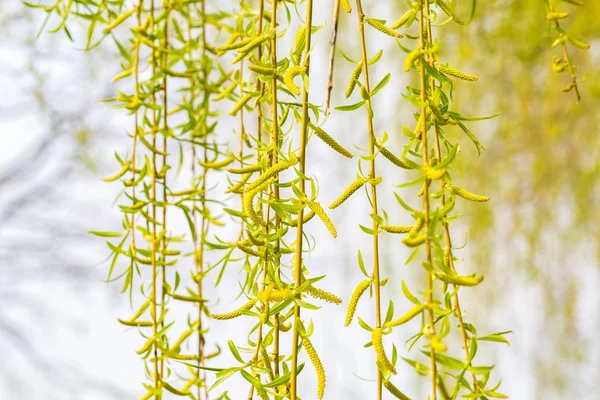 Söğüt ağacının genç yaprakları 