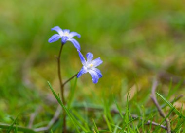 Mavi scilla siberica çiçek