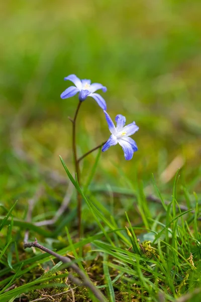 Mavi scilla siberica çiçek