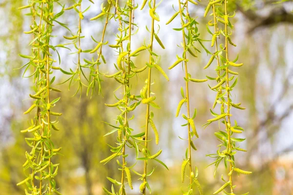 Young leaves of willow tree — Stock Photo, Image