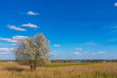 Bahar peyzaj alanları üzerinde çiçek açan ağaç