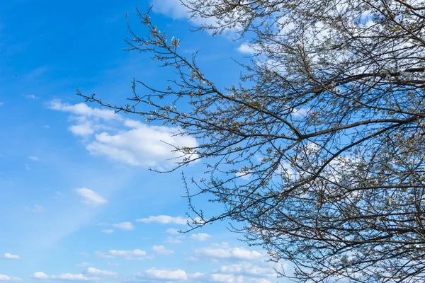 Jarní kvetoucí větev stromu švestka — Stock fotografie