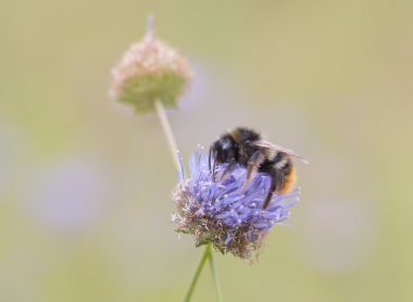 Bumblebee yakın çekim