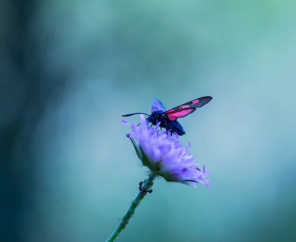 Gyönyörű pillangó ül a növény — Stock Fotó