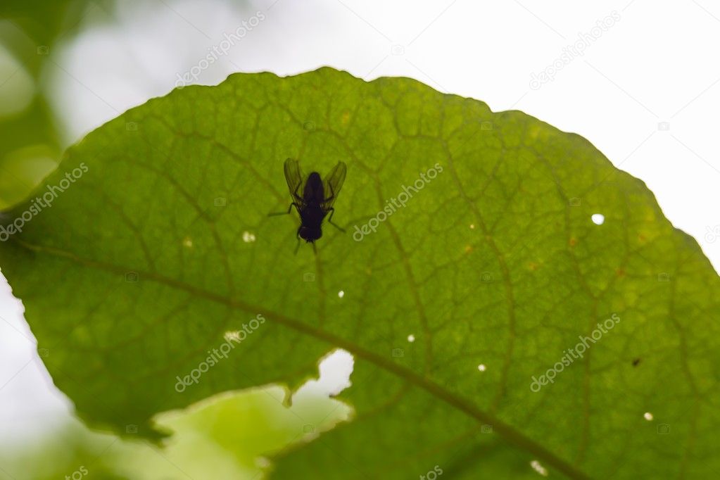 Fly sitting on plant