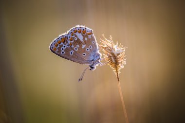 Bitki üzerinde oturan güzel kelebek
