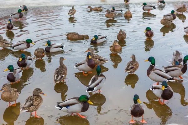 Mallard ducks herd — Stock Photo, Image