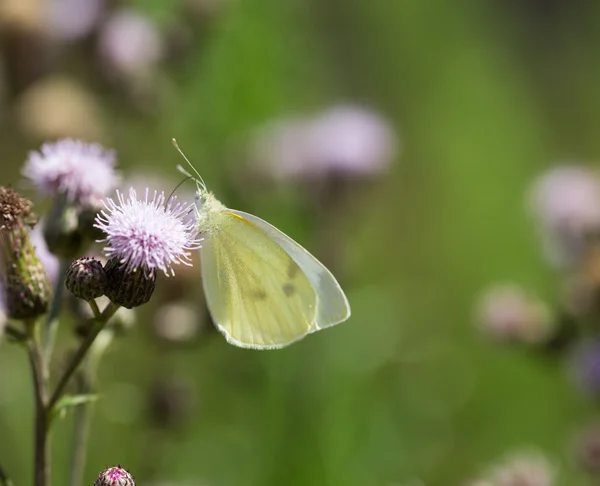 Beau papillon assis sur la plante — Photo