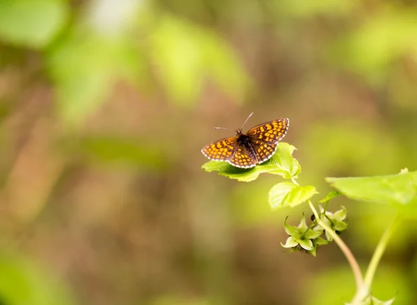 Beautiful butterfly sitting on plant — Stock Photo, Image