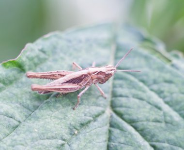 Bitki üzerinde oturan çekirge