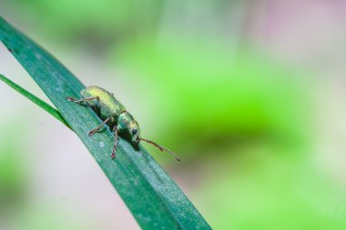 Küçük böcek makro