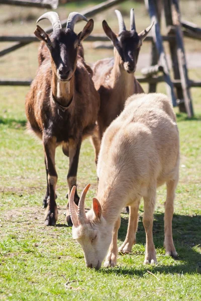 Small herd of goats — Stock Photo, Image