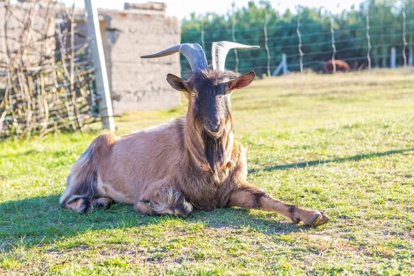 Goat portrait, male of goat — Stock Photo, Image