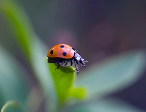 Springtime ladybug walking on grass — Stock Photo, Image