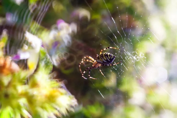 Spider in nature — Stock Photo, Image