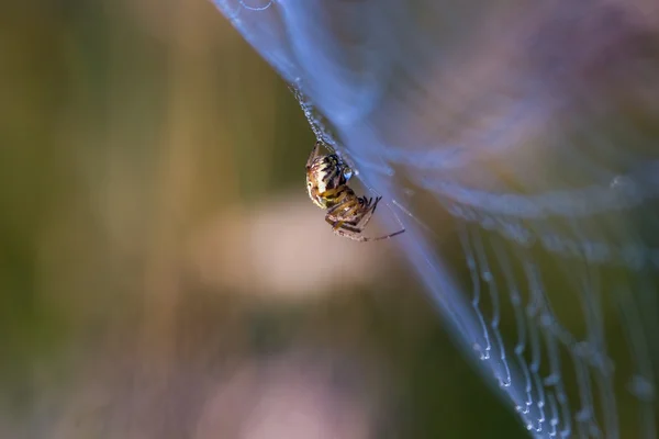 Pavouk v přírodě — Stock fotografie