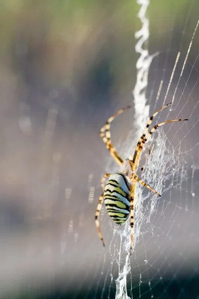 Αράχνη στη φύση — Φωτογραφία Αρχείου