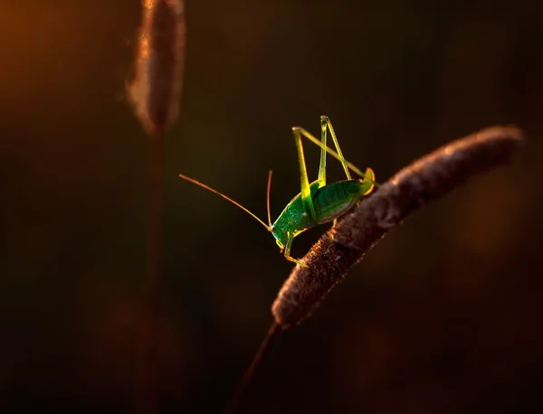 Grasshopper sitting on plant — Stock Photo, Image
