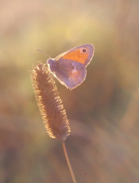 Piękny motyl siedzi na rośliny — Zdjęcie stockowe