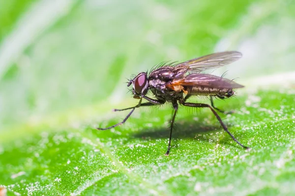 Fly sitting on plant — Stock Photo, Image