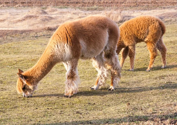 Alpaka im Freien — Stockfoto