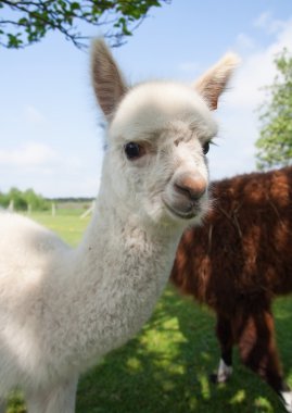 Alpaka açık