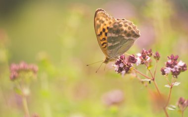 Bitki üzerinde oturan güzel kelebek