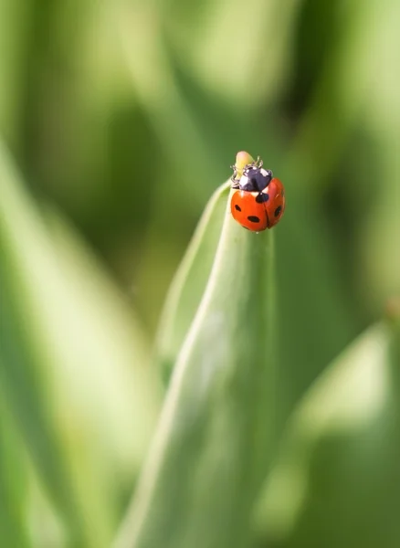 Marienkäfer spazieren im Gras — Stockfoto