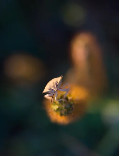 Macro piccolo bug — Foto Stock