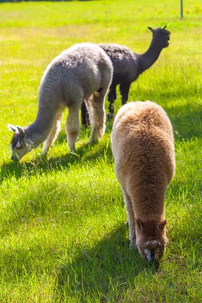 Alpacas on pasture — Stock Photo, Image