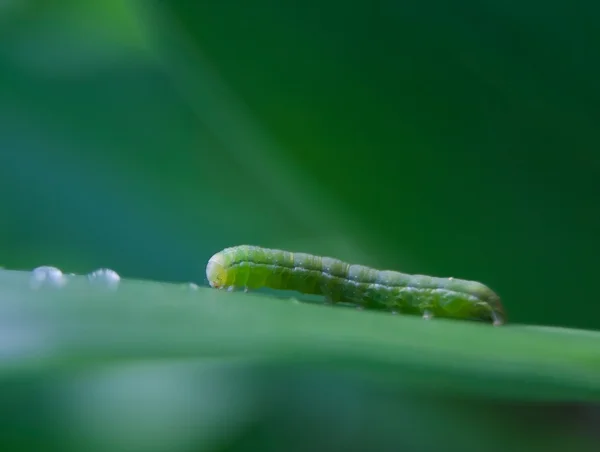 Caterpillar zittend op blad van de plant — Stockfoto
